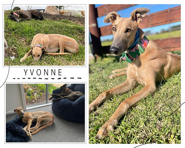 Yvonne poster.jpg