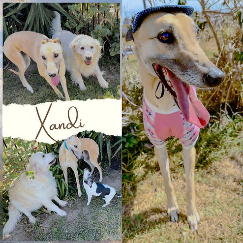 Xandi Poster.jpg