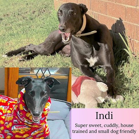 Indi poster.png