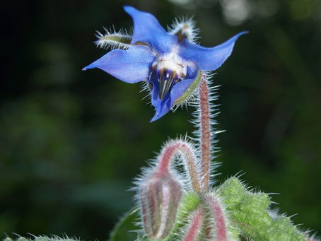 Viper’ bugloss – a fierce plant!