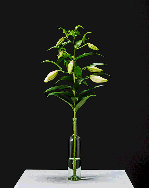 flowers-bloom-wither-blühen-projects-copyright-haegele-photography-photographer-germany-deutschland-fotograf