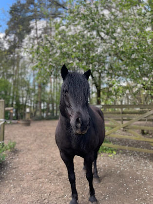 coaching pony Zara.