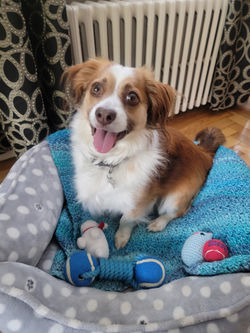 Happy Pup