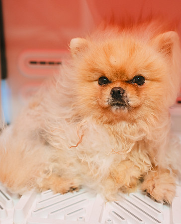 Dogs_in_Style_Tom_Tomeij_fotografie_branding278.jpg