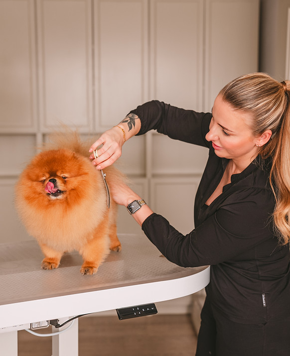 Dogs_in_Style_Tom_Tomeij_fotografie_branding335.jpg