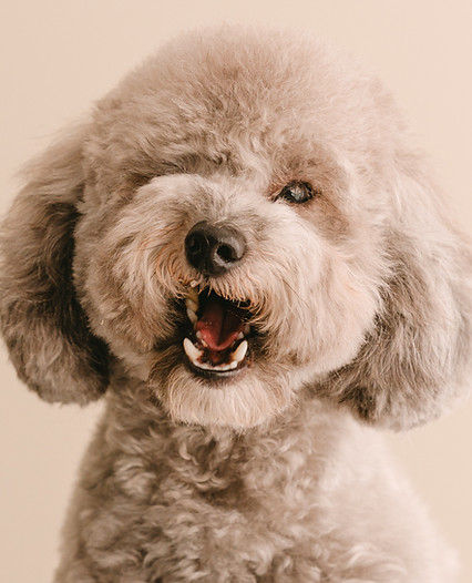 Dogs_in_Style_Tom_Tomeij_fotografie_branding147.jpg
