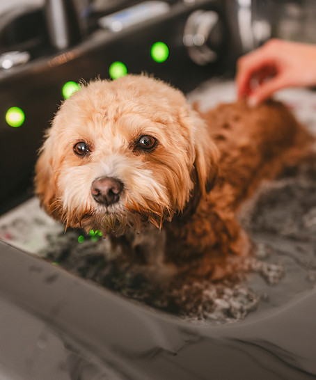 Dogs_in_Style_Tom_Tomeij_fotografie_branding310.jpg