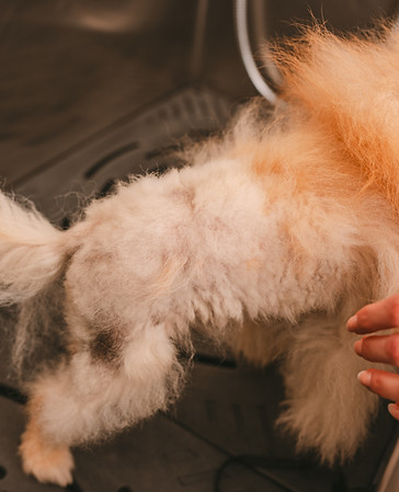 Dogs_in_Style_Tom_Tomeij_fotografie_branding224.jpg