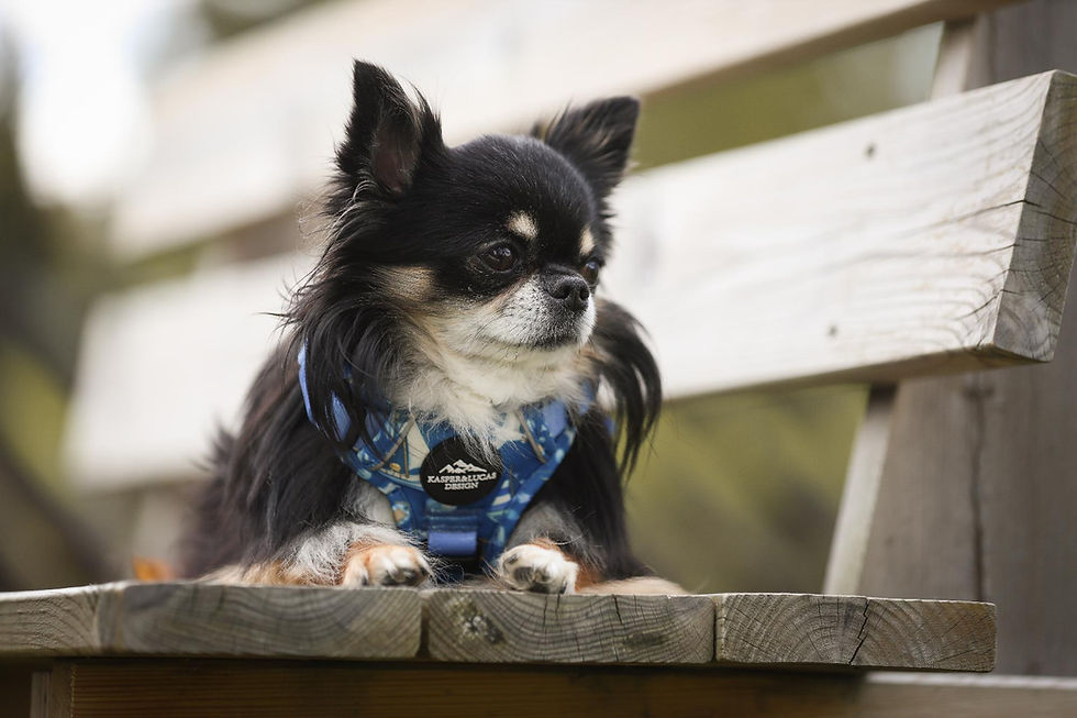 Miniatyrbilde: ERGO HUNDESELE - BÅT