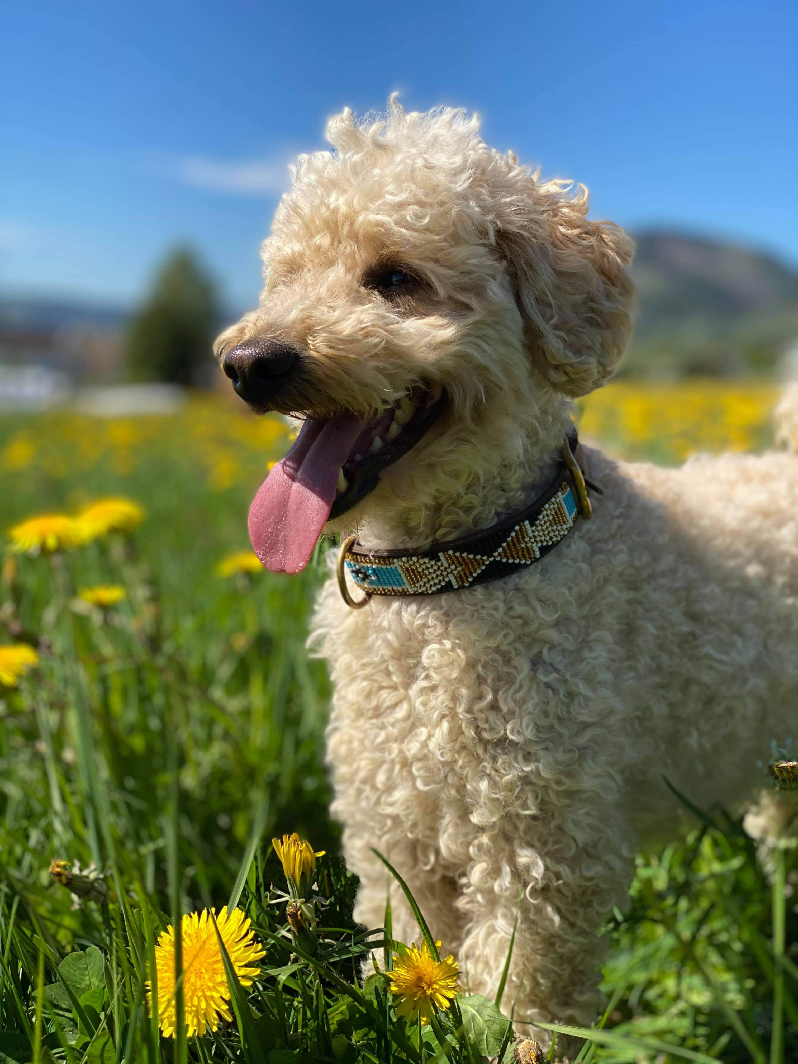 Naisiae - Collar (halsbånd)