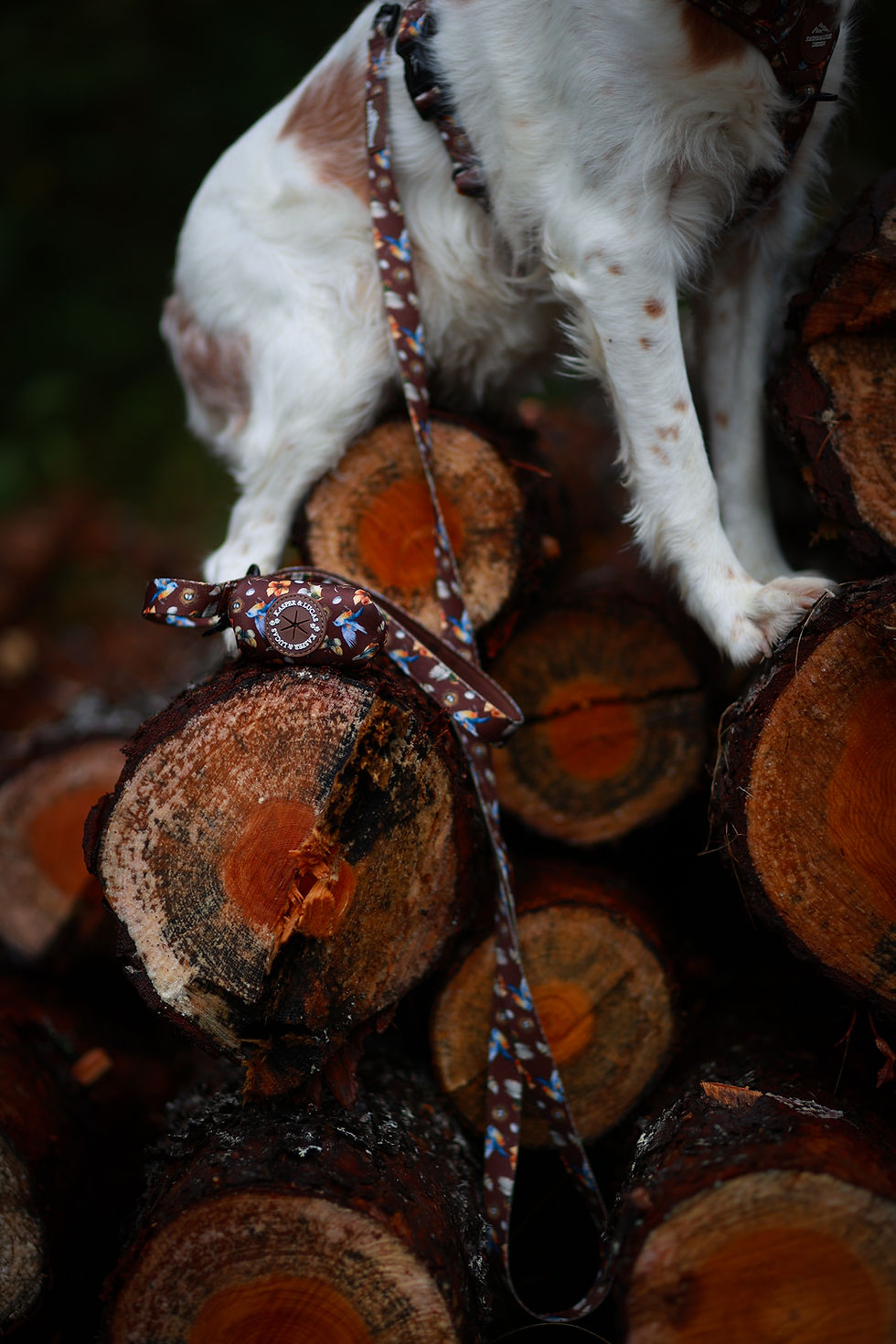 Thumbnail: Leash - Songbird
