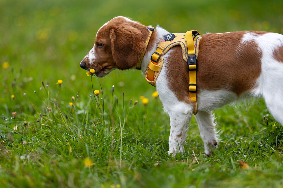 Thumbnail: PACKAGE DEAL - FLORA - ERGO HARNESS
