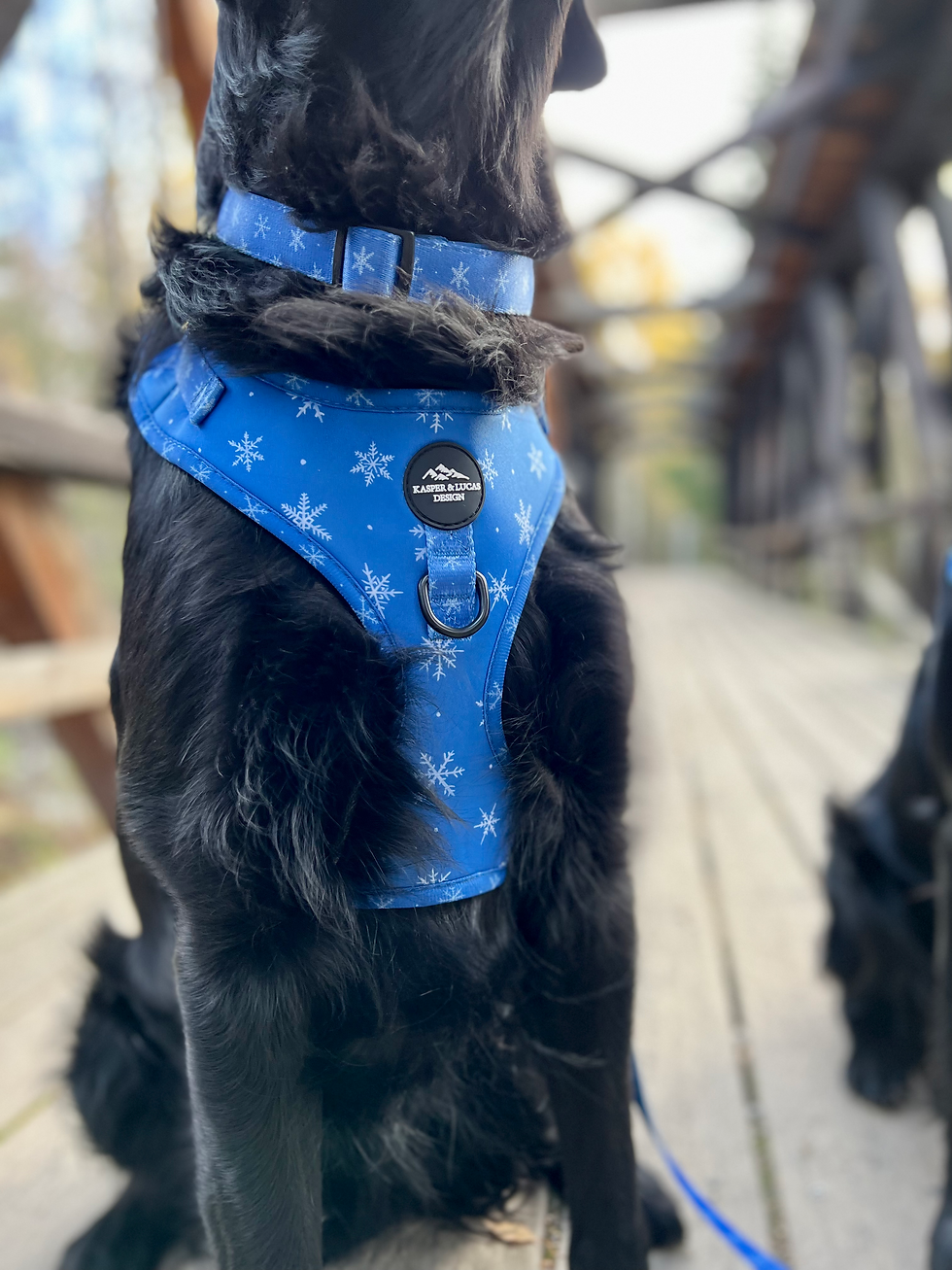 Thumbnail: Collar - Blizzard