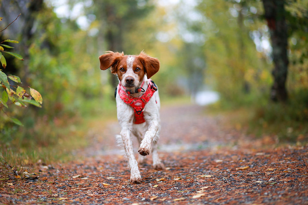 Thumbnail: Y-HARNESS - STRAWBERRY MAGIC