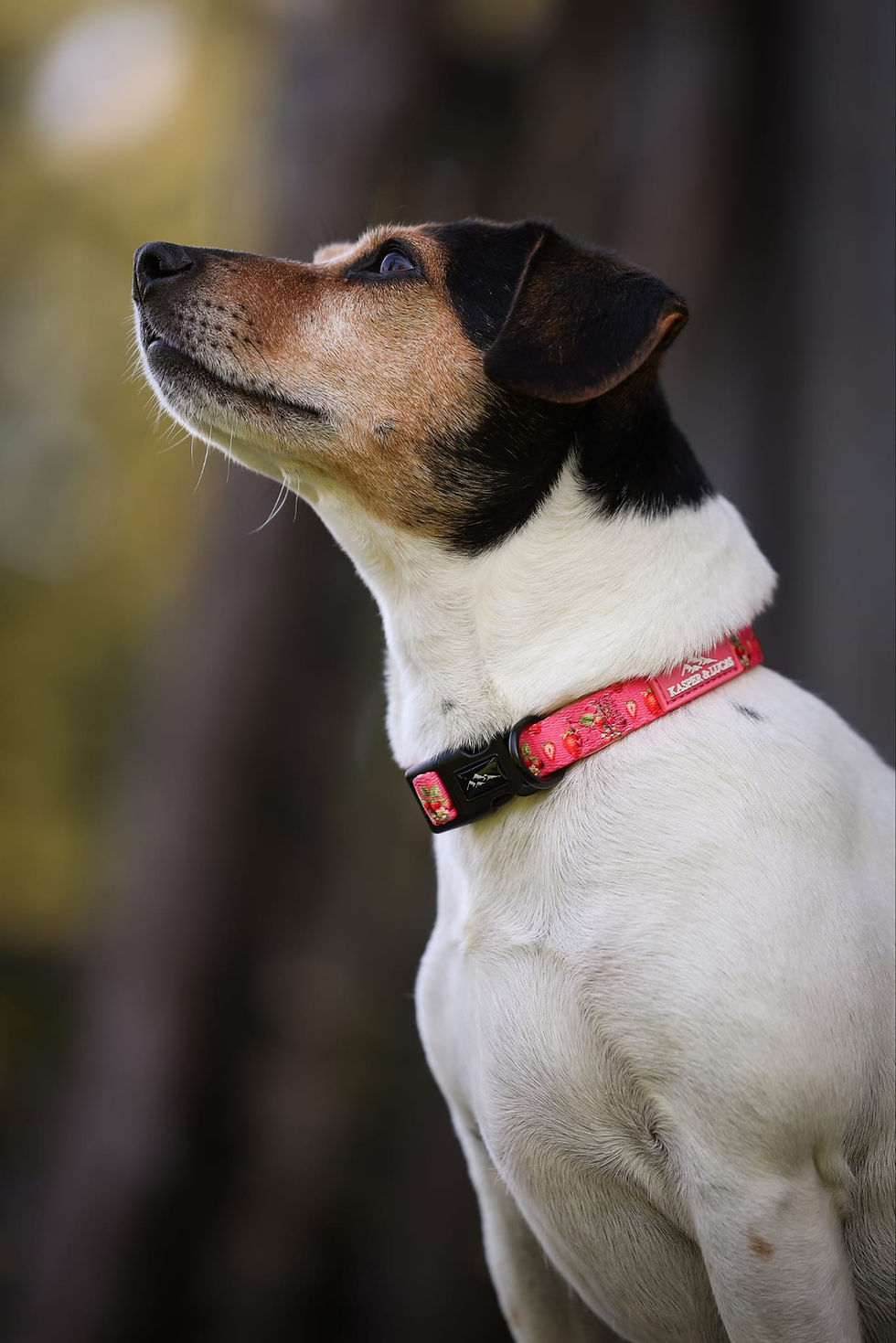 Miniatyrbilde: Collar - Strawberry Magic