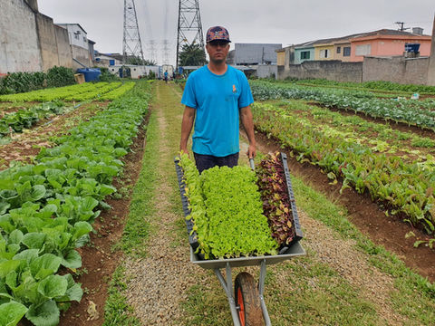Plantio de hortaliças na Horta São Mateus.
