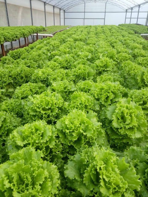 Plantio em área protegida em Agudo- RS.