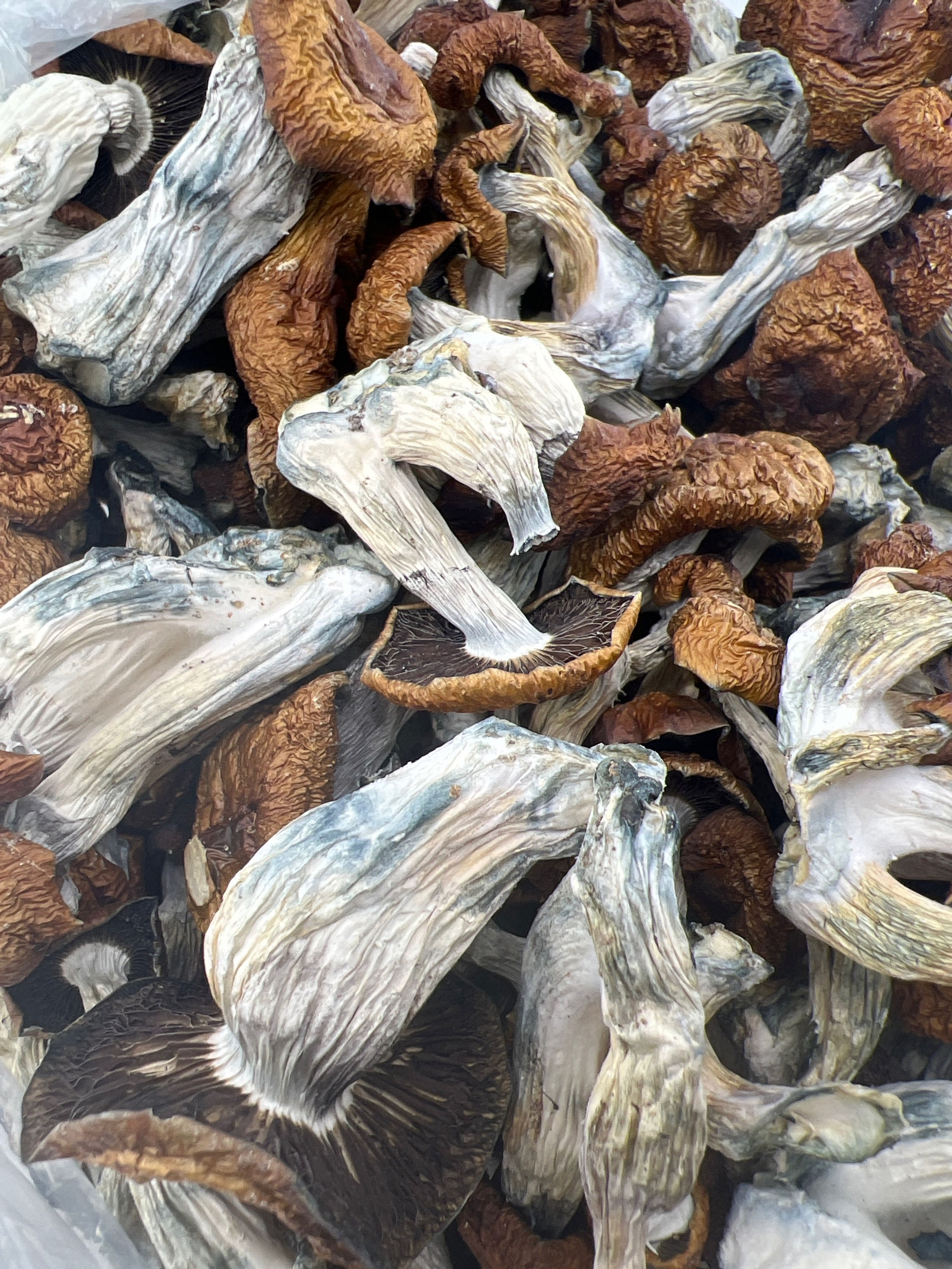 Billy Willy - Psilocybin Mushrooms Front