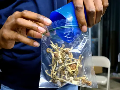 Safe Handling and Storage of Psilocybin Mushrooms: Essential Guidelines