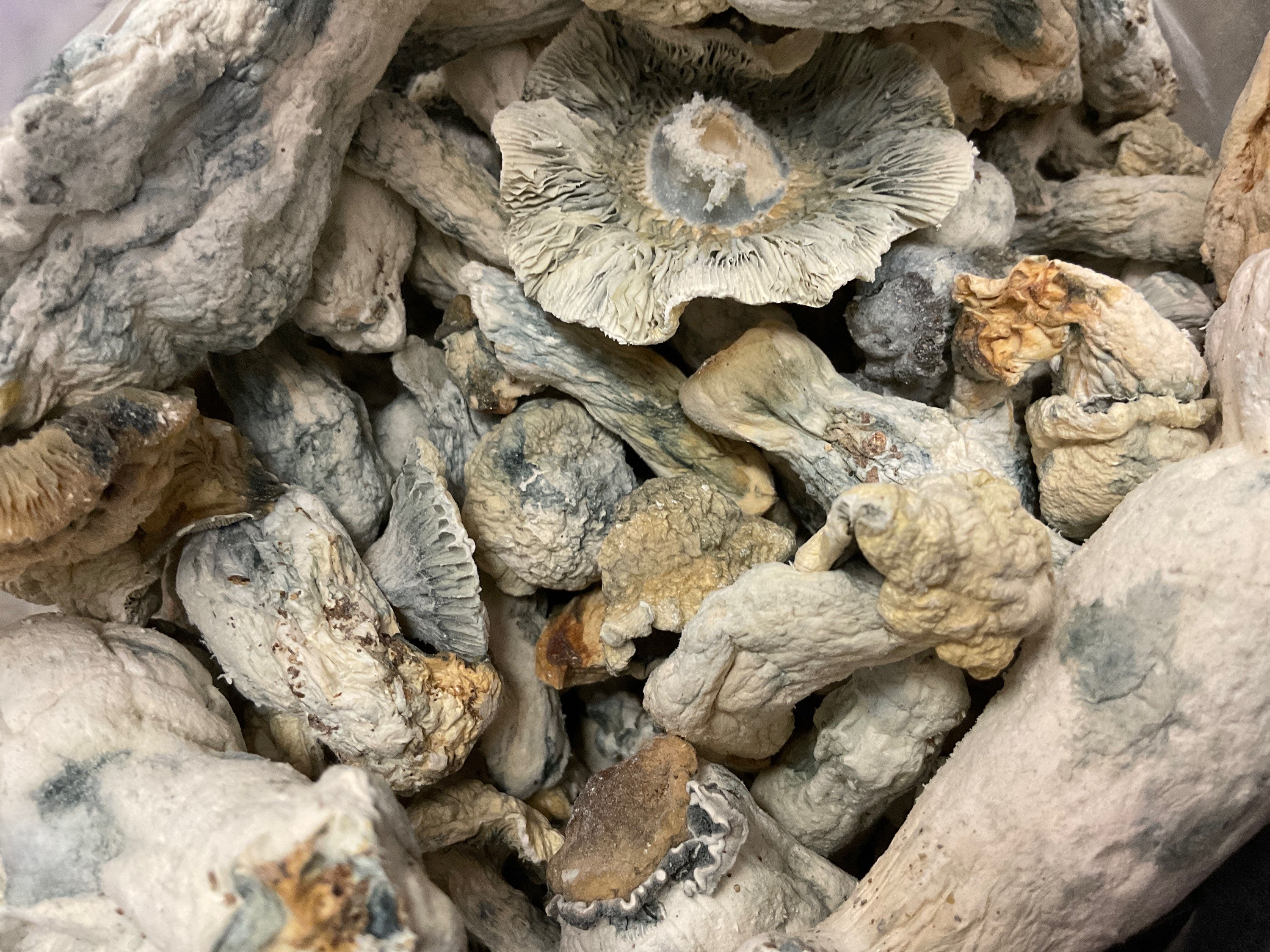 Shakti - Albino Malabar Mushrooms - 17G