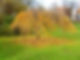 Trees in the Royal Pavilion Gardens