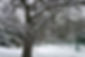 Trees in the Royal Pavilion Gardens