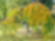 Trees in the Royal Pavilion Gardens