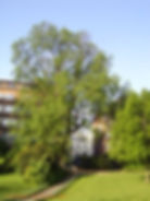 Dutch Elm