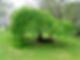 Trees in the Royal Pavilion Gardens