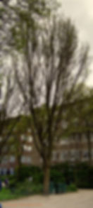 Lobel Elm