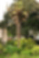 Trees in the Royal Pavilion Gardens