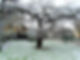 Trees in the Royal Pavilion Gardens