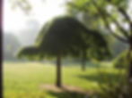 Trees in the Royal Pavilion Gardens