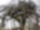 Trees in the Royal Pavilion Gardens
