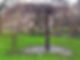Trees in the Royal Pavilion Gardens