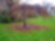 Trees in the Royal Pavilion Gardens