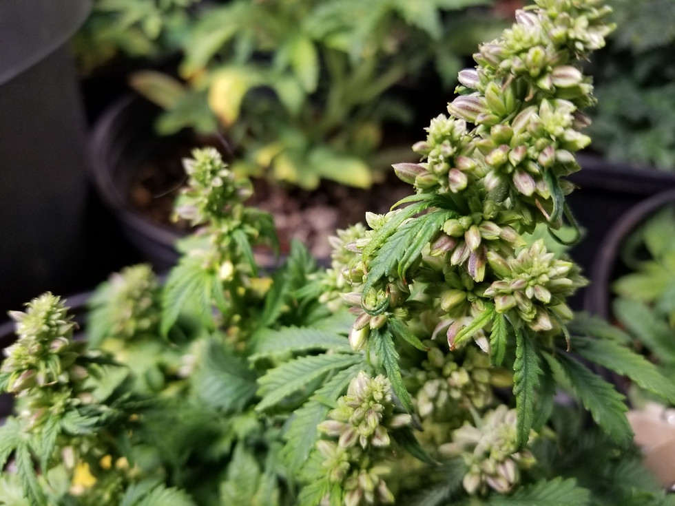Thumbnail: Critical Orange Punch BX (10 regular autoflower seeds))