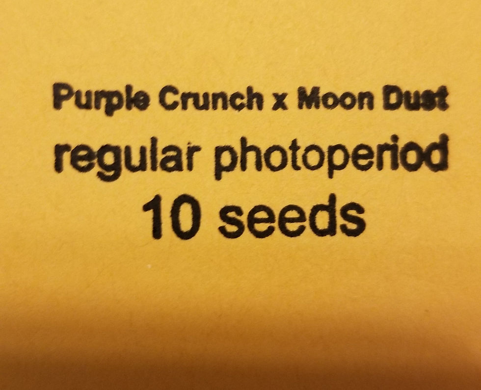 Thumbnail: Purple Crunch X Moon Dust (10 seeds)