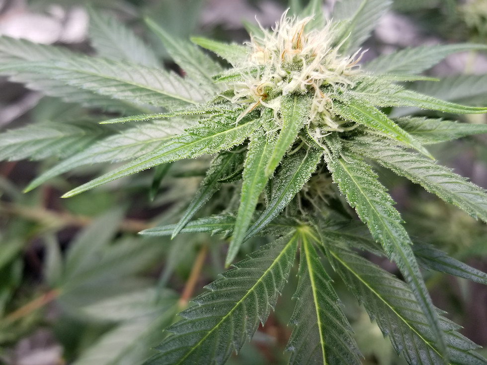 Thumbnail: Deadlights X Moon Dust (10 seeds)