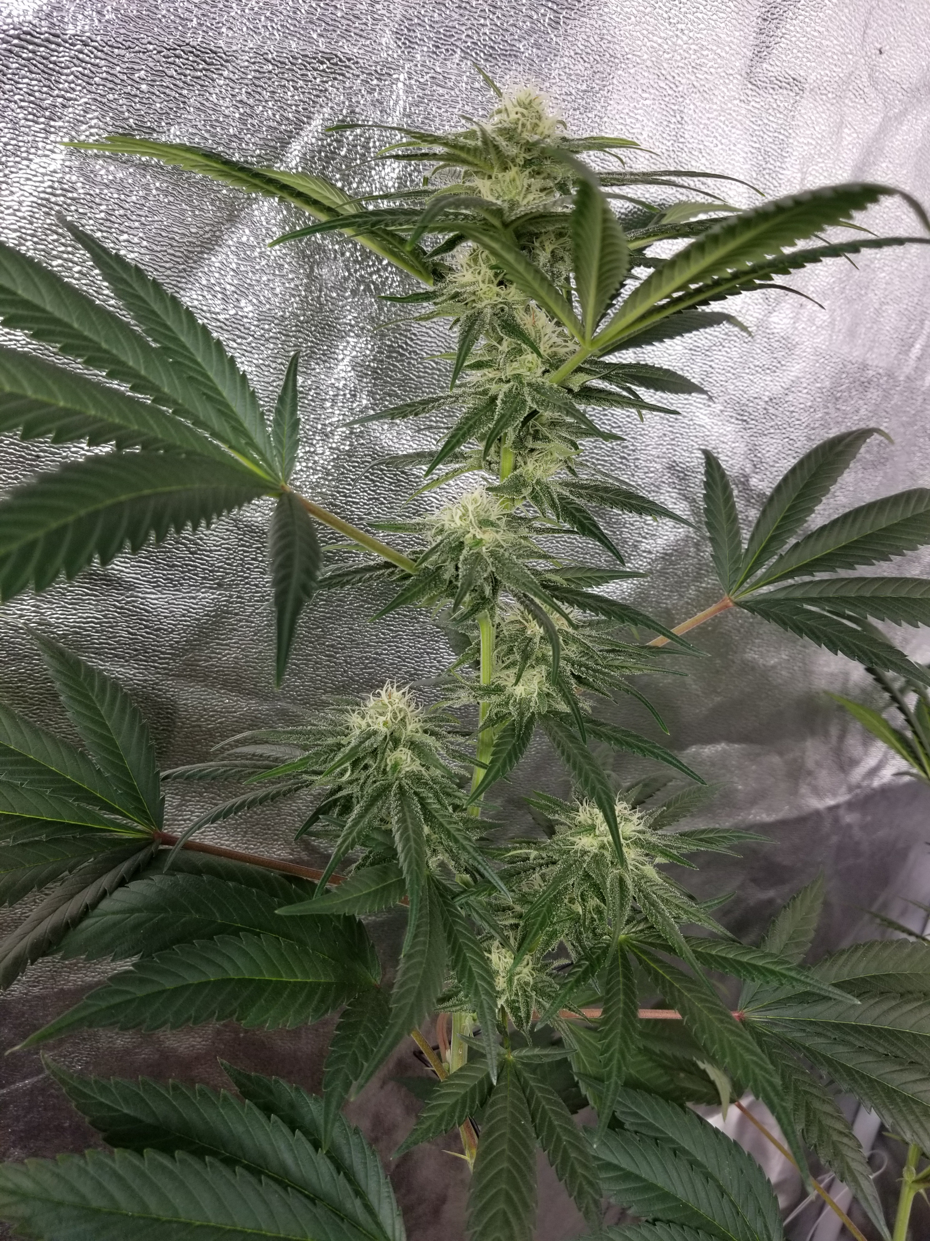 Deadlights X Moon Dust (10 seeds)