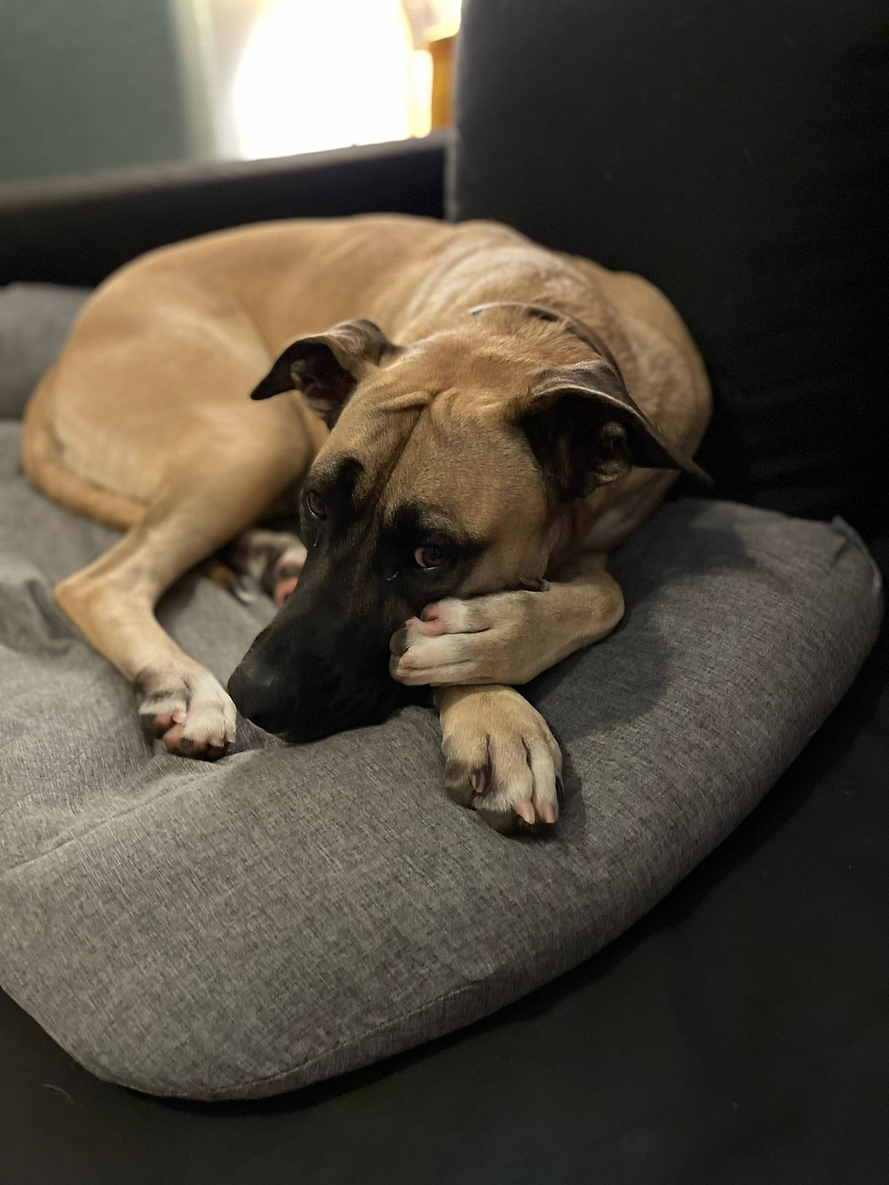 Alex the rescue dog curled up on the sofa