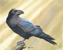 Raven_yellow small.jpeg
