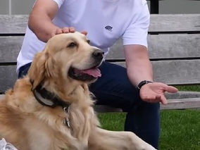 Motan sau pisică? Vă rog să ne dăm cu părerea