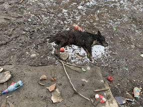 Cum se formează la Pata Rât covoarele de pui de câine morți