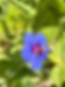 Blue Scarlet Pimpernel Lysimachia loeflingii