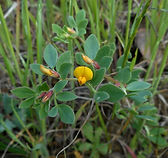 Calf Lotus, California Lotus