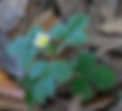Wood Strawberry Fragaria vesca