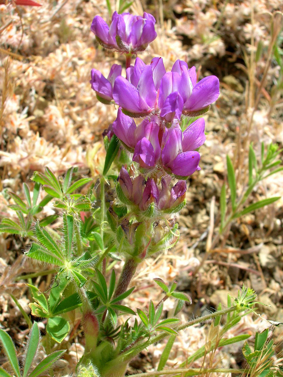 Chick Lupine Lupinus microcarpus var. microcarpus