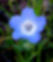 Baby Blue Eyes Nemophila menziesii var. menziesii