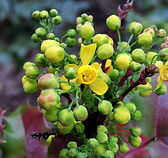 California Barberry